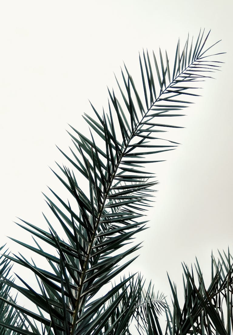 A detailed view of palm branches reaching upwards against a cloudy sky.