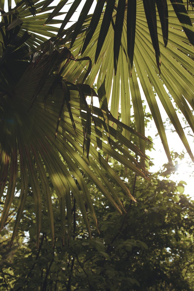Close-up of palm leaves with sunlight filtering through, creating a tropical vibe.