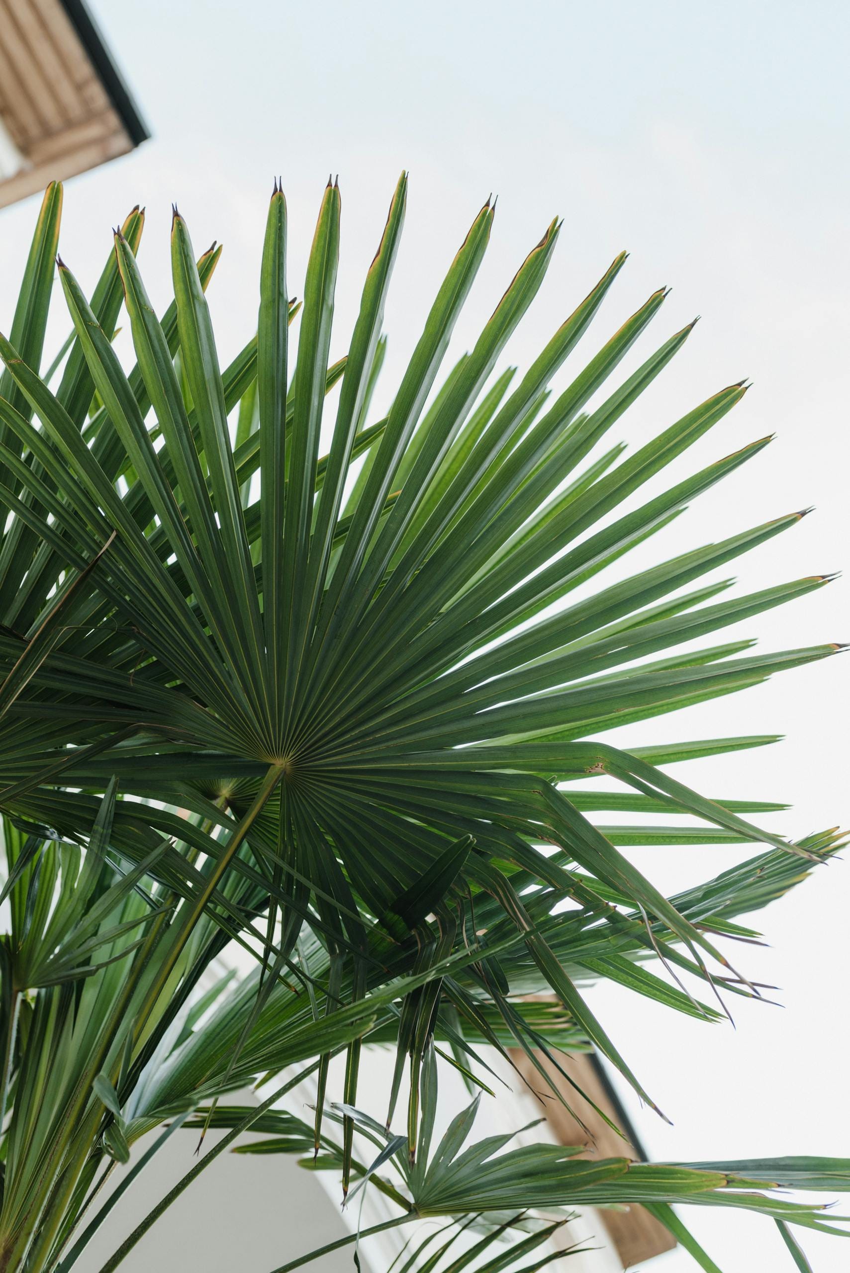 Close-up of vibrant green palm leaves against a clear sky, showcasing tropical elegance.