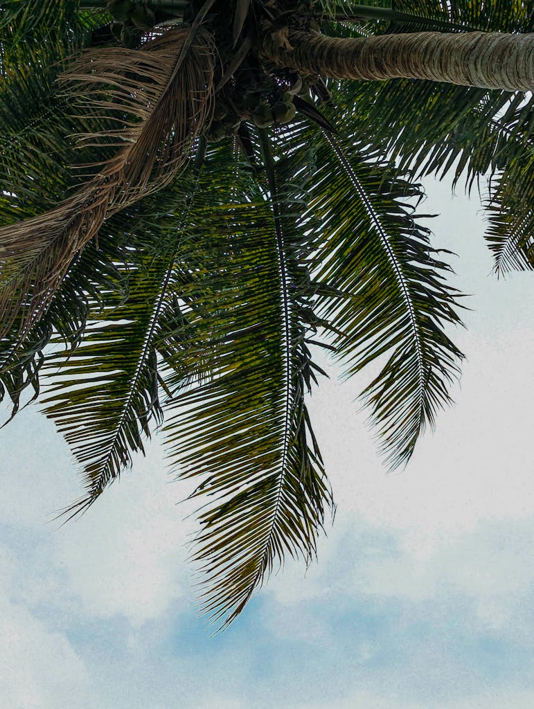a palm tree symbolizing victory from the Bible