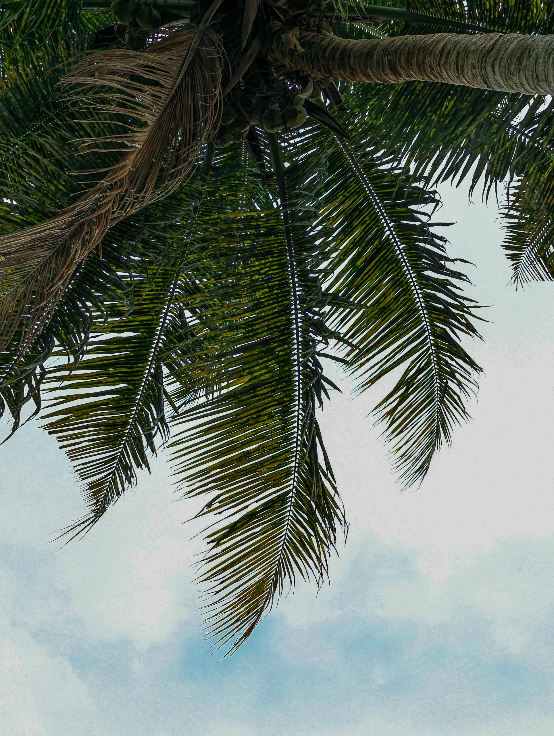 Looking up at lush palm fronds against a bright blue sky, evoking a tropical vibe.