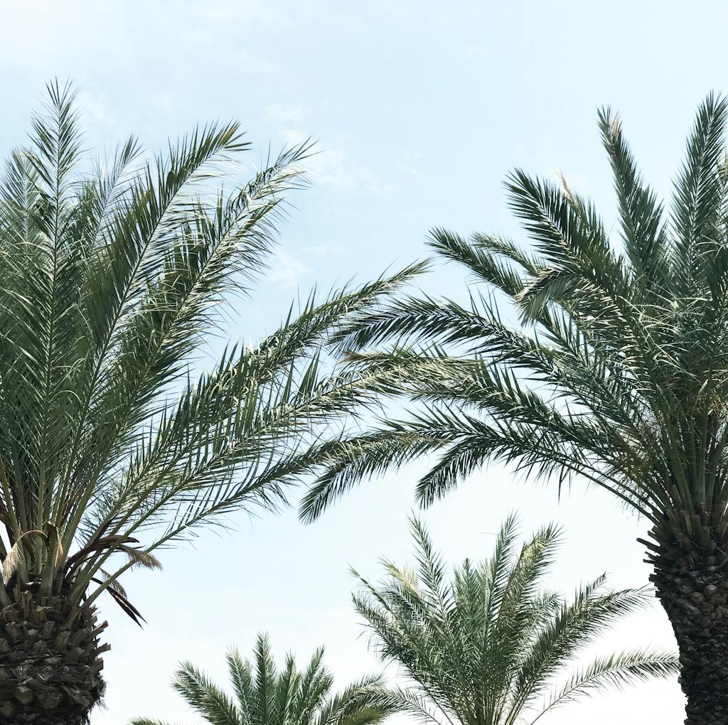 Tropical palm trees reaching towards a bright blue sky, showcasing nature's beauty.