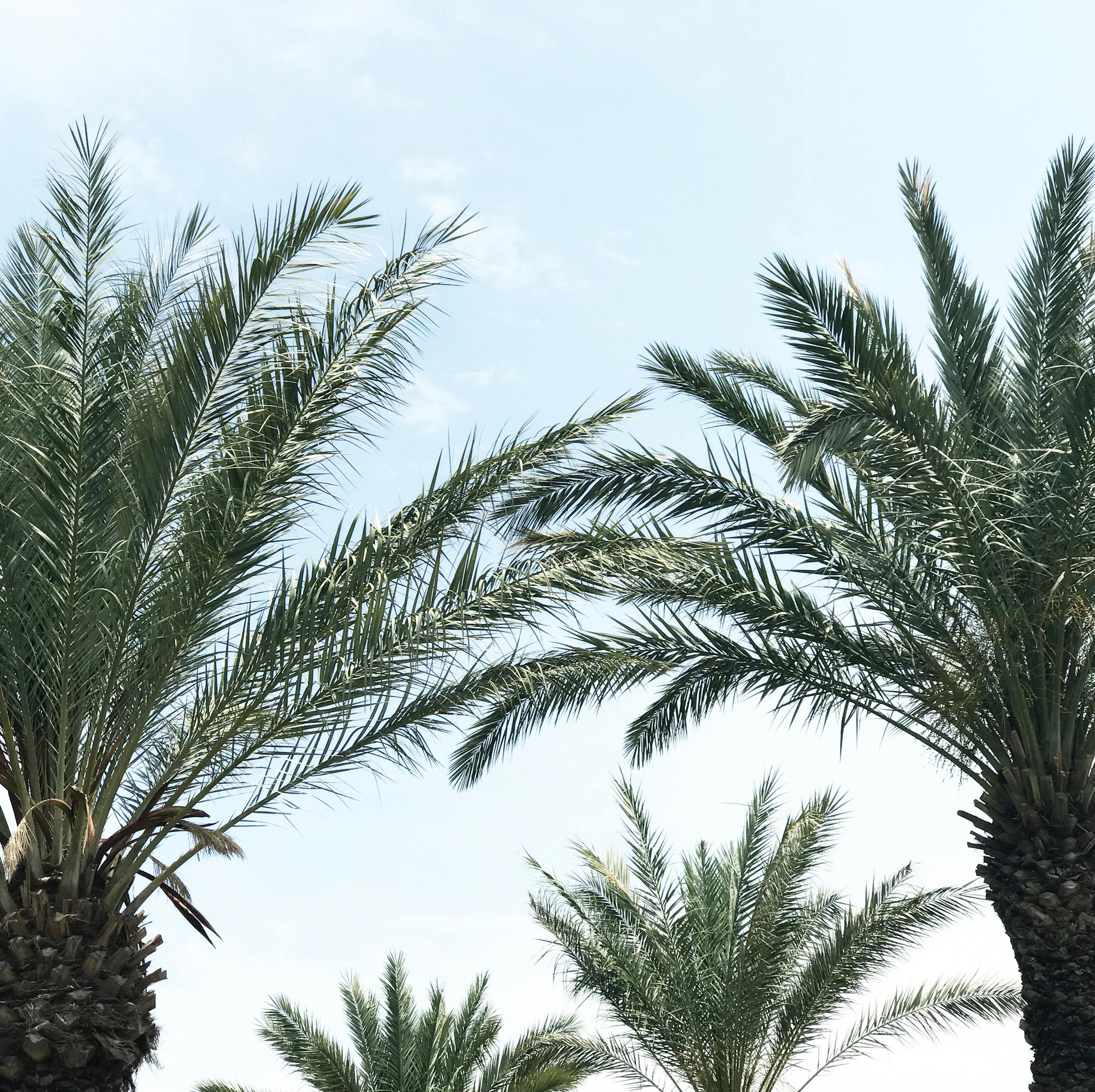 Tropical palm trees reaching towards a bright blue sky, showcasing nature's beauty.
