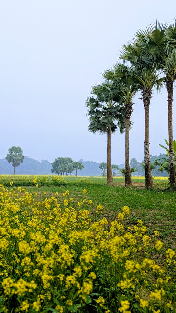 Beautiful field of palm trees, signifying victory in the Bible