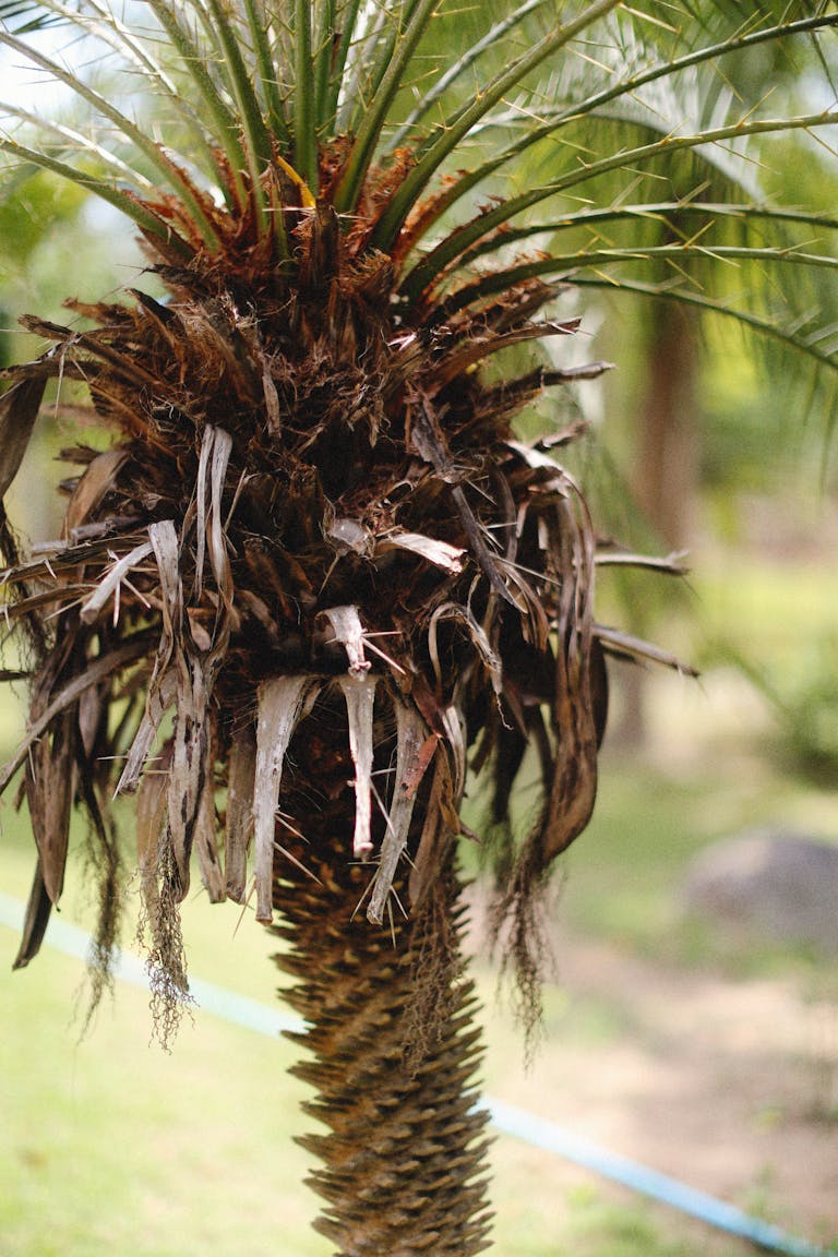 Detailed shot of a palm tree with dried leaves in a sunny outdoor setting.
