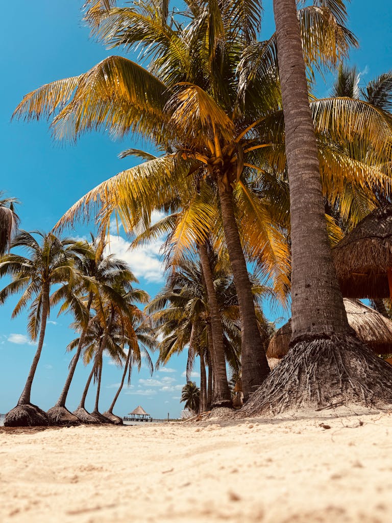Explore a serene tropical beach with palm trees and golden sand under a vibrant blue sky.