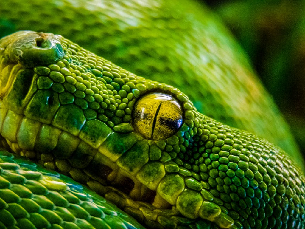 Serpent, in reference to Adam and Eve 