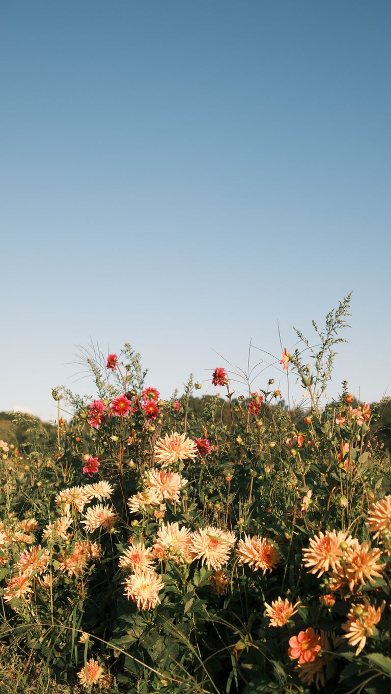 Colorful dahlias in a field against a clear blue sky, showcasing natural beauty.