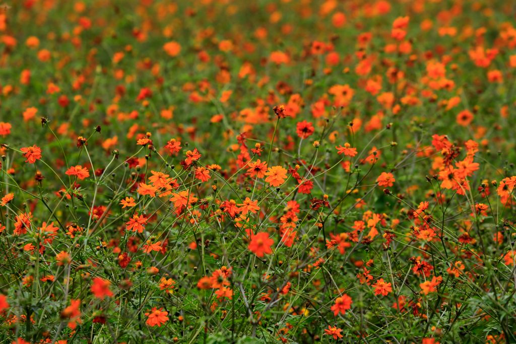 A captivating field of orange cosmos flowers in full bloom, showcasing nature's beauty.