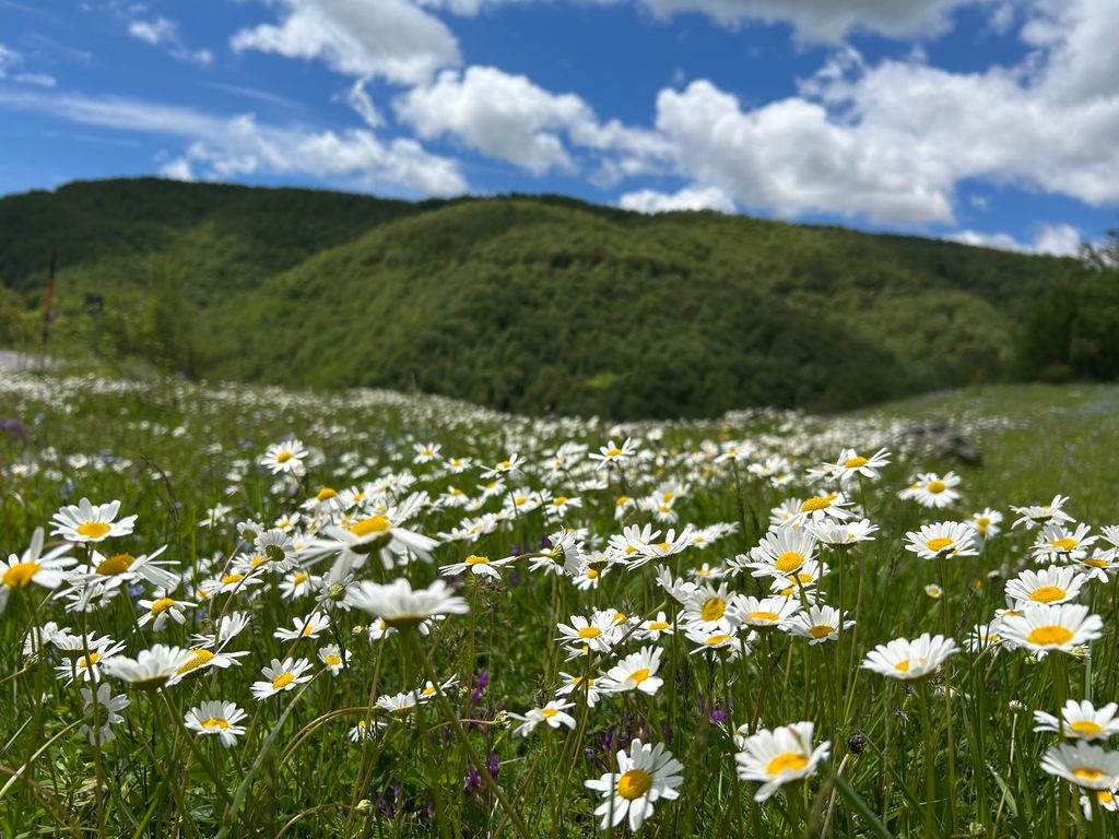 A vibrant meadow filled with white daisies set against rolling green hills and a bright blue sky.