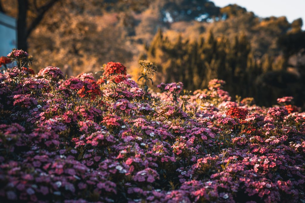 A vivid display of pink and red wildflowers in a sunlit outdoor garden setting.