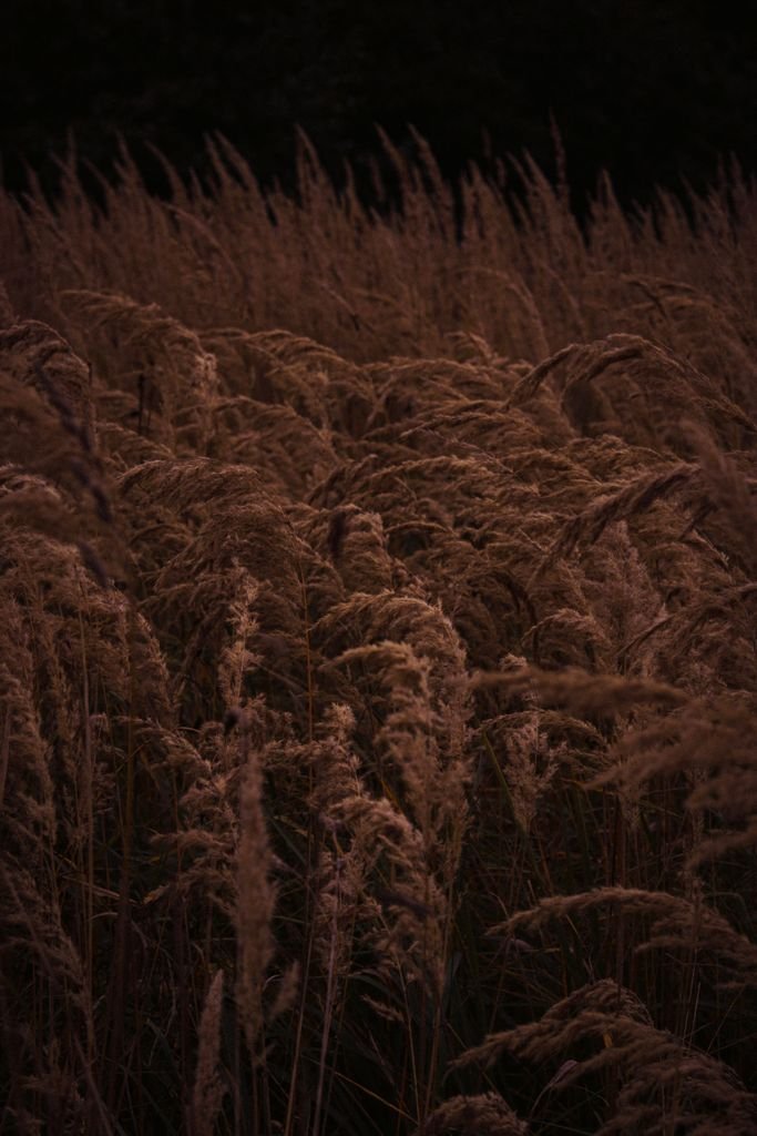 A serene, earthy toned field of wheat captured at dusk, exuding a moody atmosphere for the post "How to forgive and abusive parent."