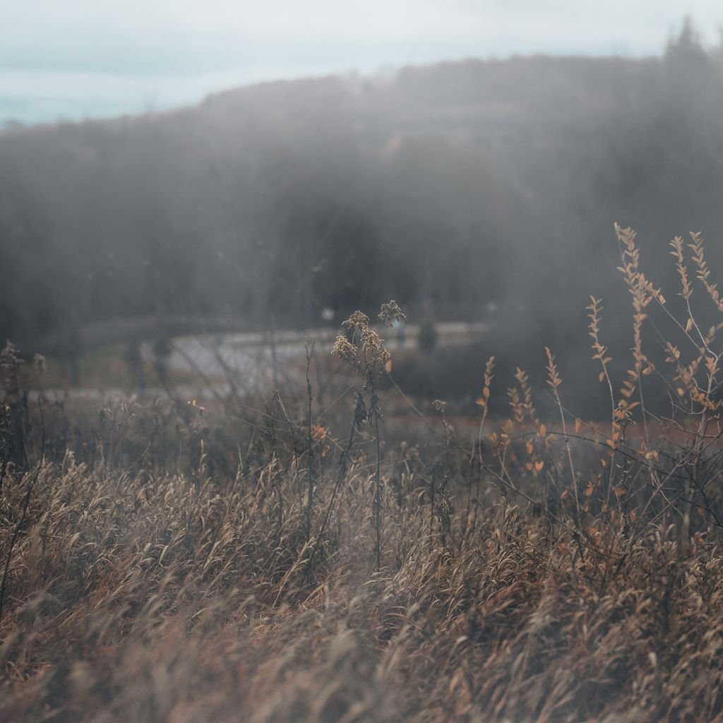 Dry grass growing in field against hill in mist in countryside in cloudy day